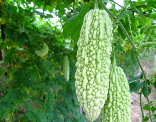 李健明 苦瓜,简直就是为夏日而生的蔬果妙品。虽一身疙瘩,却清雅翠碧,光亮中透着几分硬朗,如洒落一院子的夏午骄阳。咬一口,那一捧纯碧背后的苦心一片和阵阵清凉叫人难以忘怀。 以前,最怕吃苦瓜。那一口苦涩,直吃得人口舌生疼。硬吞下去,从喉咙到五脏六腑都无法消受。但是,看着别人举箸不停,乐此不疲,实也大惑不解。很久以后,在众人劝说下,迟疑中尝上一小口“隔夜苦瓜酿鱼肉”,竟发现那苦瓜难见平时的苦味儿,那早与鱼肉浓汁融合得天衣无缝的淡淡轻苦,如丝如缕,轻若秋云,去腻消滞中反倒让人多