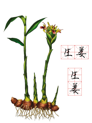 姜图片大全大图植物