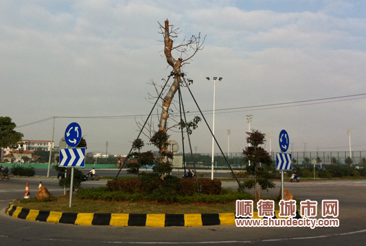 顺德城市网消息 (记者陈琴琴 通讯员吴锦超、甄德怡) 幽雅的秋枫树,造型独特的紫花勒杜鹃,整齐的台湾草,醒目的黑黄油漆线……近日,记者从容桂环运分局获悉,容英路6个交叉路口的导流岛升级改造工作已经完成。 容英路是连通容奇大道和桂州大道的交通主干线。随着容桂东部的迅速发展,东湖公园的投入使用和广珠城轨的开通,容英路便成为容桂重要的交通干线之一。 走在容英路上,记者看到,新式的导流岛有了很大的变化。导流岛的花坛里一改从前杂乱无章的状况,不仅种有台湾草、连翘、七彩大红花和