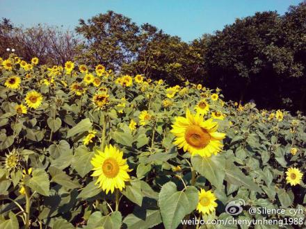 来顺峰山看一朵朵“太阳”