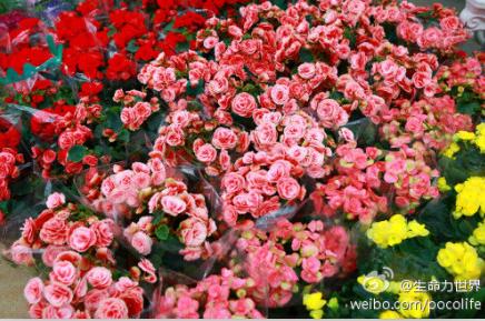 今日我拍摄的顺德迎春花市