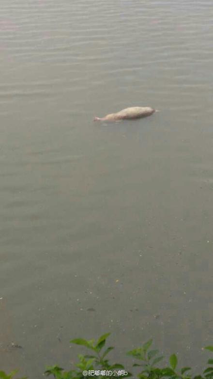 细滘河现漂浮死猪？