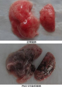 复旦：雾霾使鲜肺6天变黑肺且无法逆转