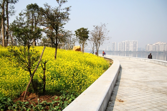 德胜河油菜花开正盛时