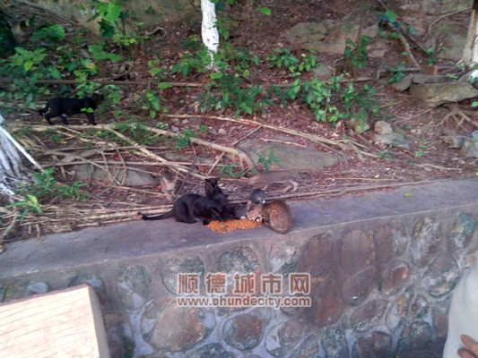 顺德网议：公园流浪猫越来越多，怎么管