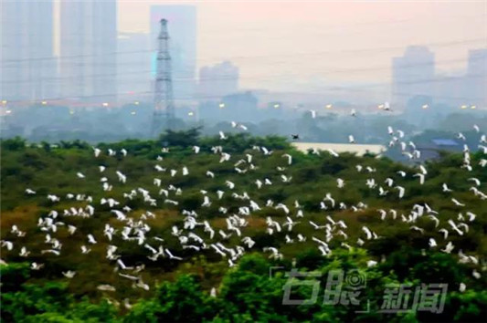 顺德网议：伦教鹭鸟天堂将何去何从？