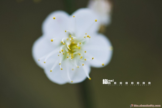 @顺德人，“踏雪寻梅”广东也有好去处！