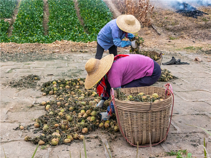 “土里土气”的大头菜，为何被顺德人“独宠”？