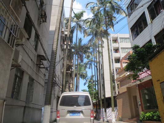 枯枝从天而降，小区居民心慌慌！