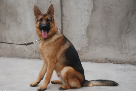 容桂：震慑违法犯罪，警犬上街巡逻