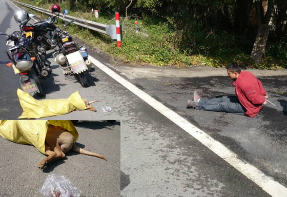 偷狗贼毒死路边狗，当心餐桌吃到毒狗肉
