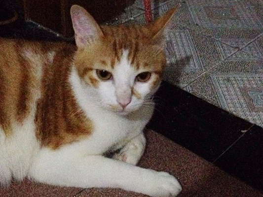 出去玩宠物怎么办？20元便可寄养