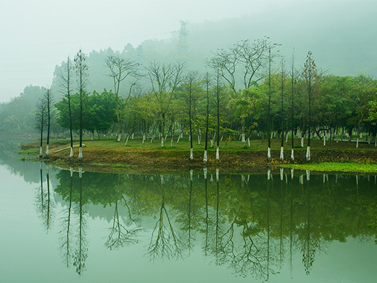 壹周美图：烟雨朦胧，岭南春色藏不住