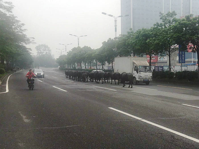 “快跑啊！”顺德20头水牛暴走105国道