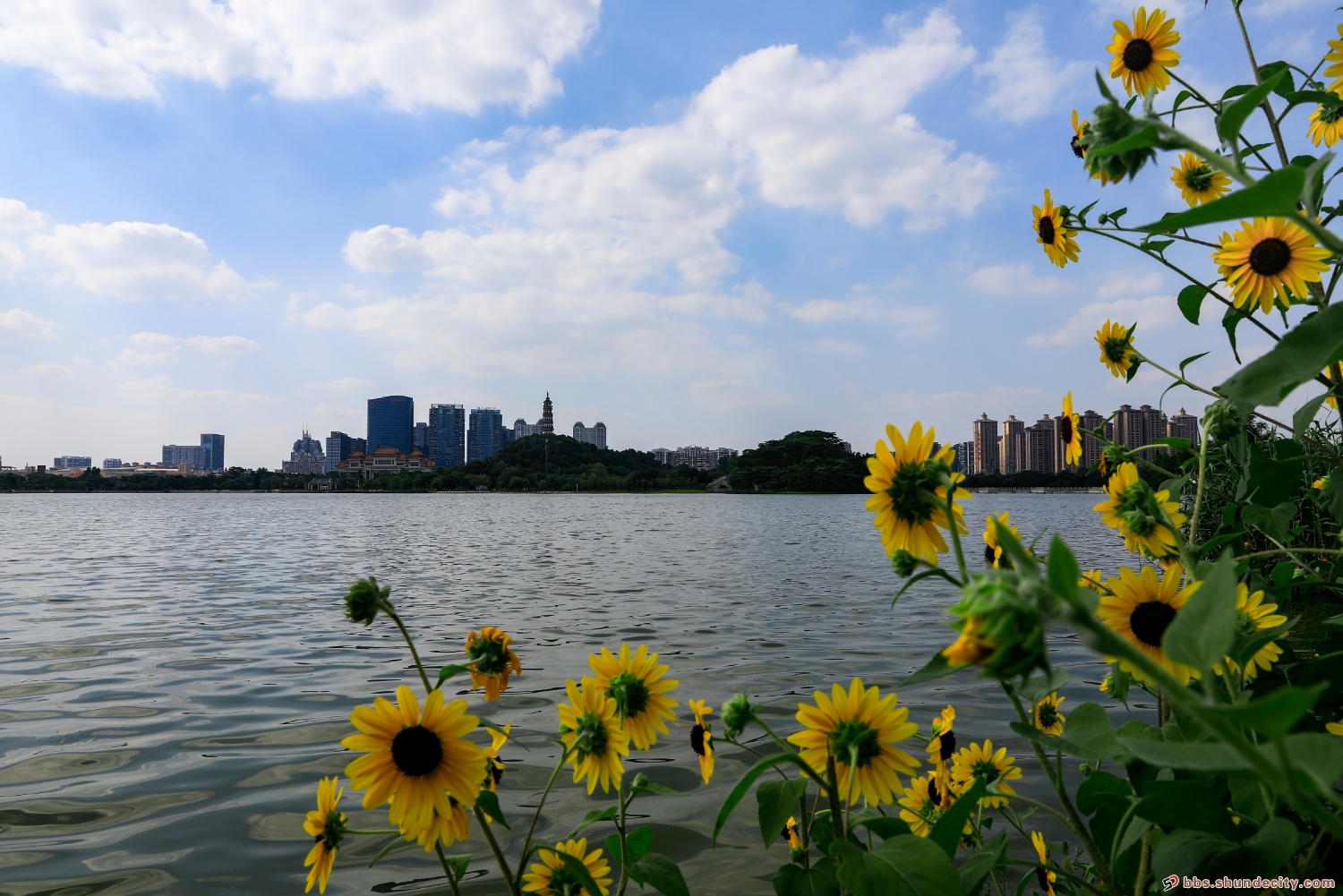 壹周美图：花开半夏，又是向日葵灿烂时