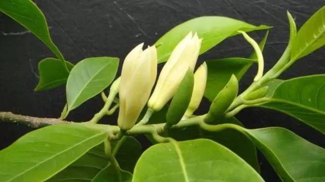 白兰花和白玉兰，哪个才是当时顺德县花？