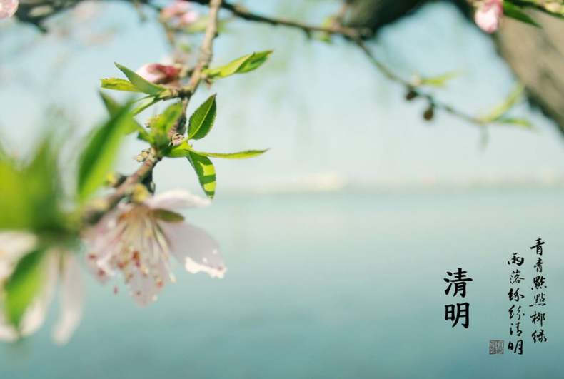 征文|清明，让思念成章......