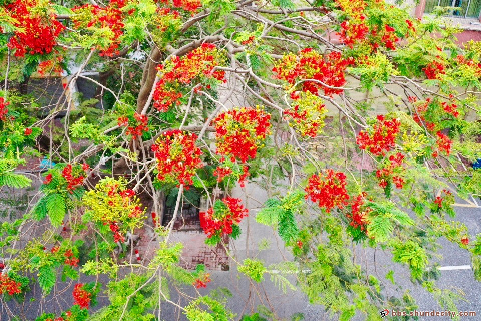 又到凤凰花开时