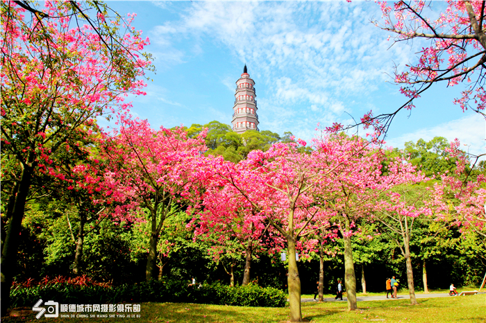 双塔下花开，惊艳时光，你却不识造塔人？