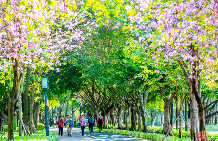 壹周美图：不负春光，我们一起走花路吧