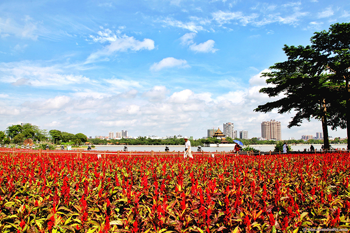 这些热辣的鸡冠花，“燃烧”了顺峰山公园