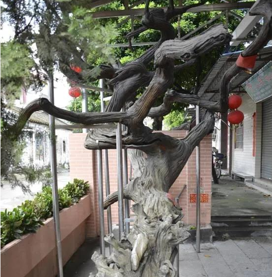 先有古松，后有上涌！这棵千年古松有着怎样的故事？