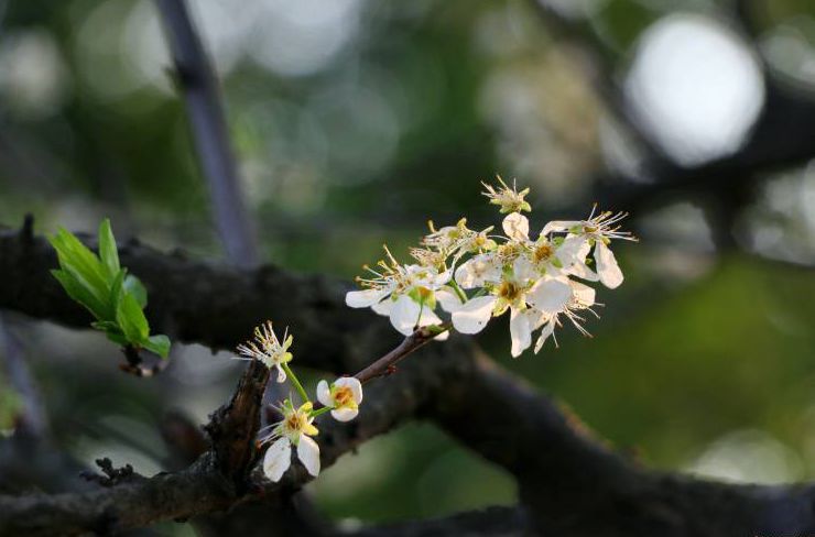 凤城诗语 | 迎一场春雨，等一片花开