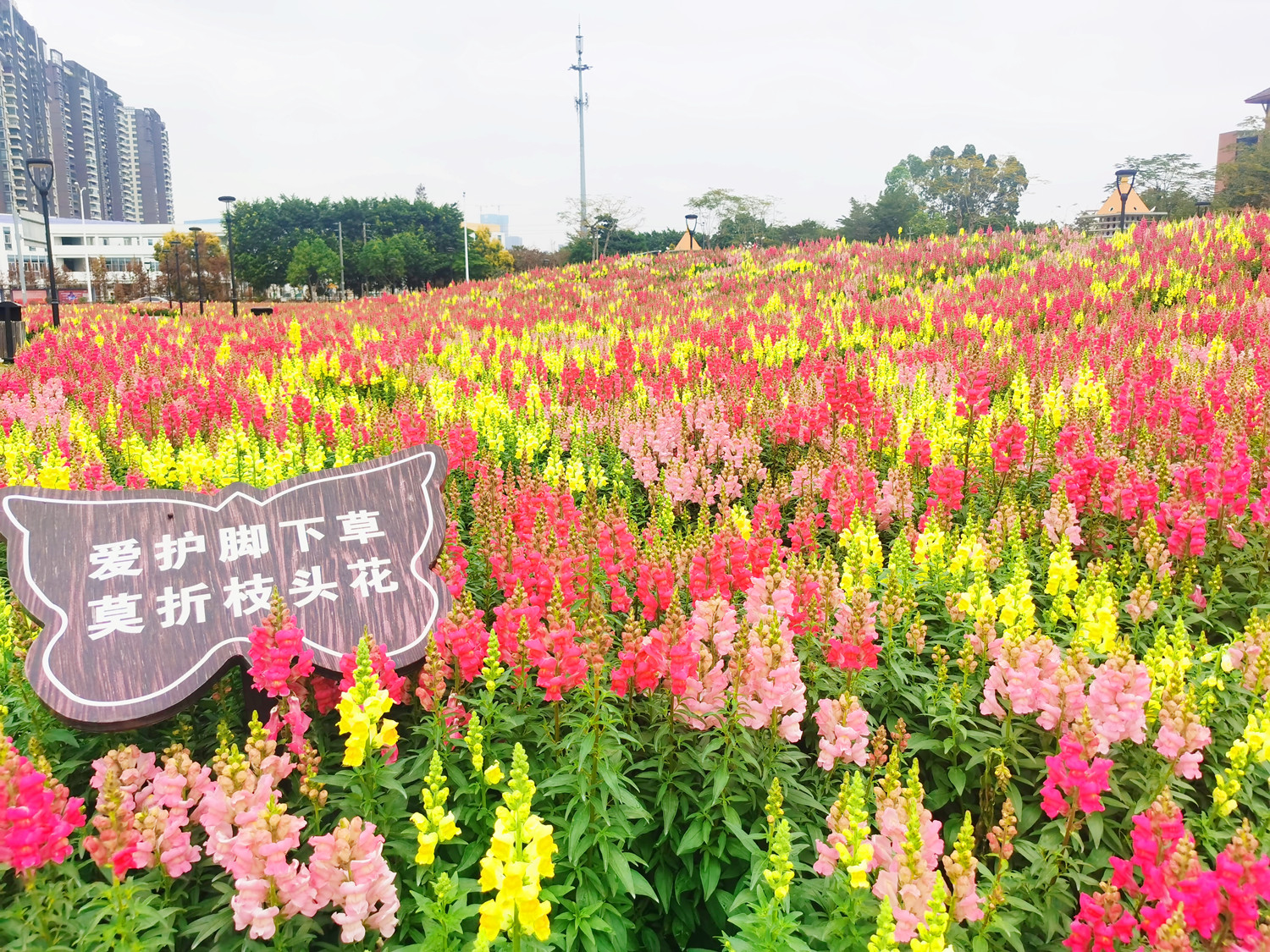 北滘10000平七彩花田惊艳绽放，美哭了！