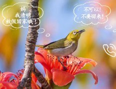 呆萌！有趣！萌宠版限定防疫海报，get↓