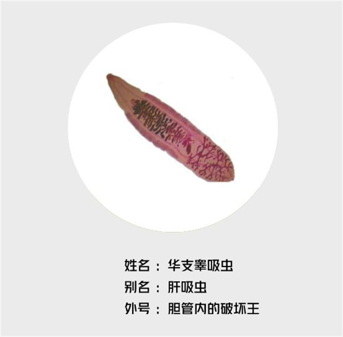 一6岁娃肝里长虫！罪魁祸首原来是……