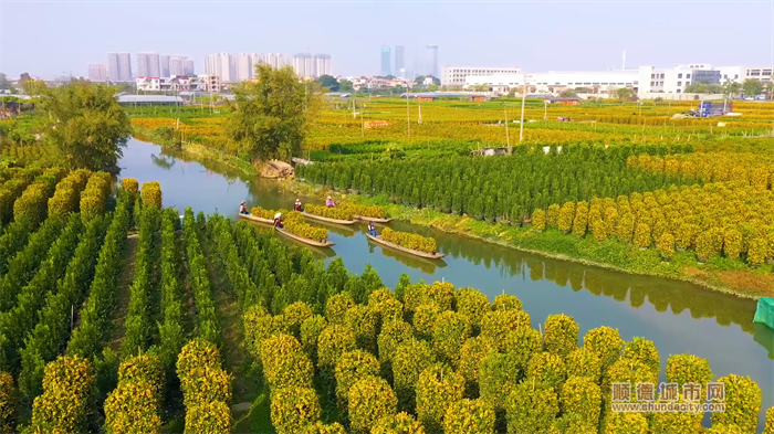 美出圈！快来给顺德的冬景上色→