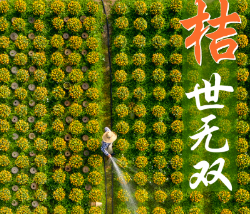 海报|“桔”时已到！陈村桔田一片金黄迎新春