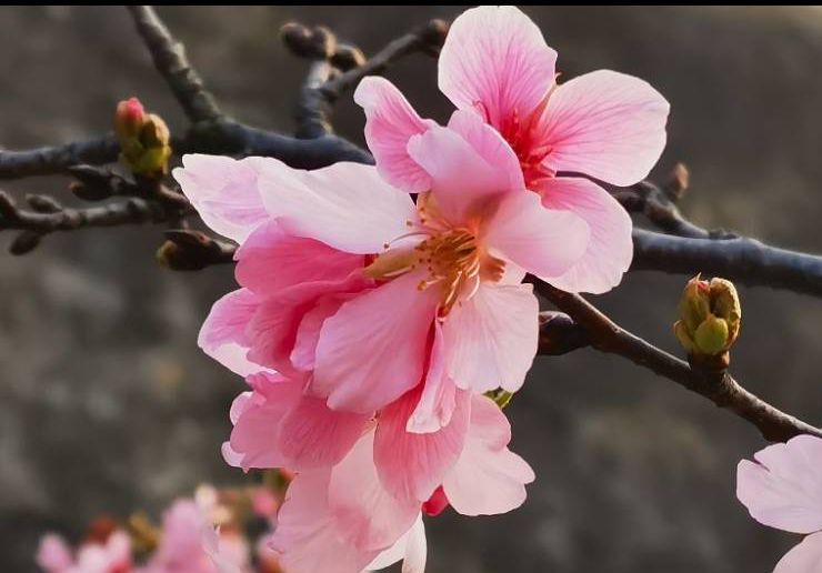 樱花正烂漫