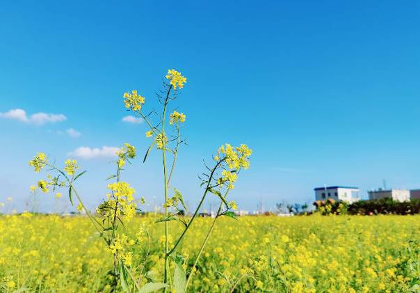 油菜花海“金”艳上线