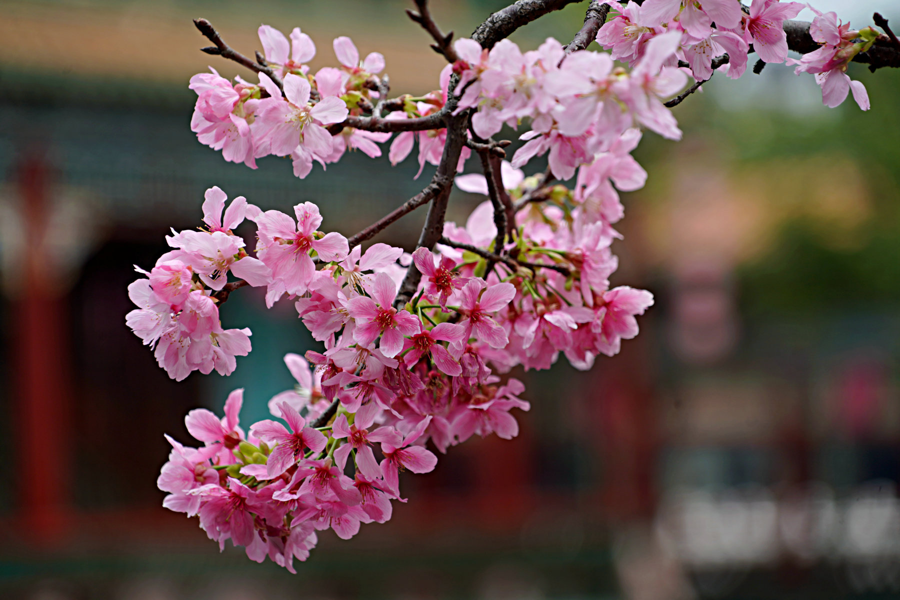 春日花开，一路向暖