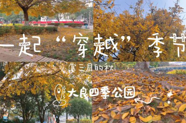 春风吹落遍地金黄，在四季公园“穿越”了