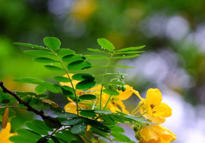雨后，邂逅那一束纷繁的黄花槐