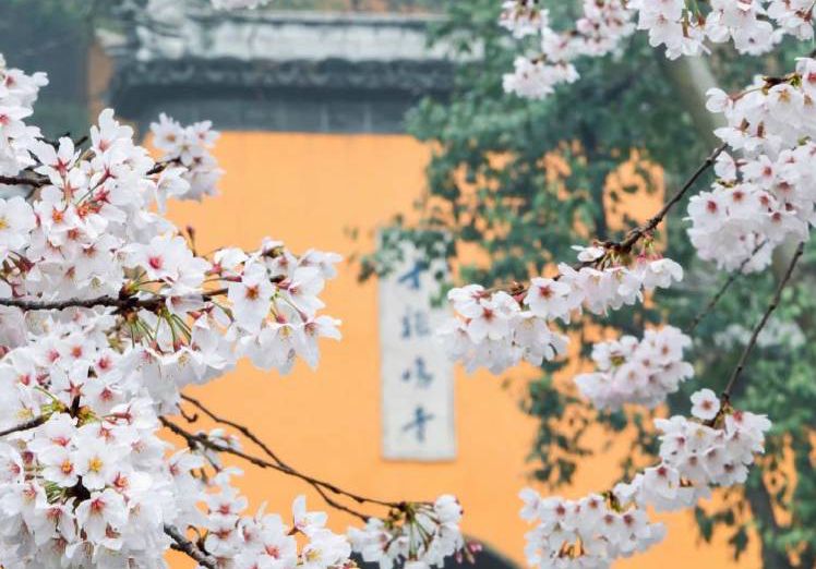 樱花开好了，你来吗？