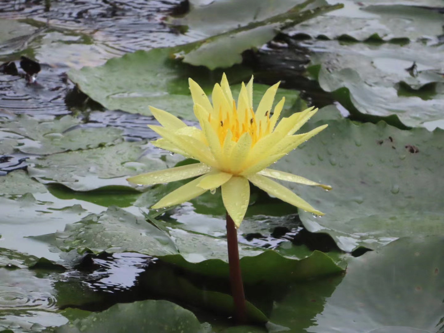 清水出芙蓉