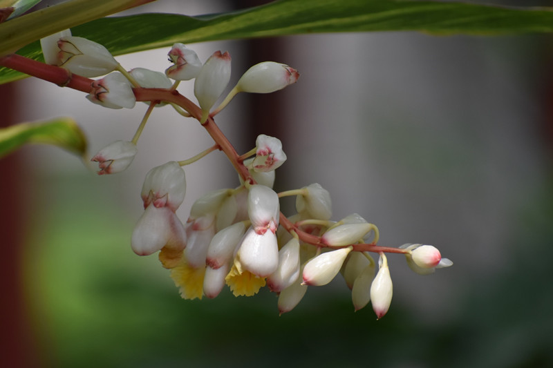花事惊艳，不负艳山之名