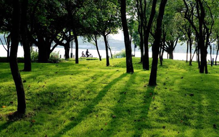 在顺峰山公园，邂逅一抹“初夏绿”