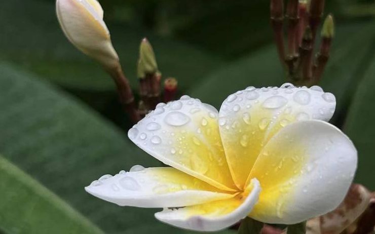 鸡蛋花，雨落成诗