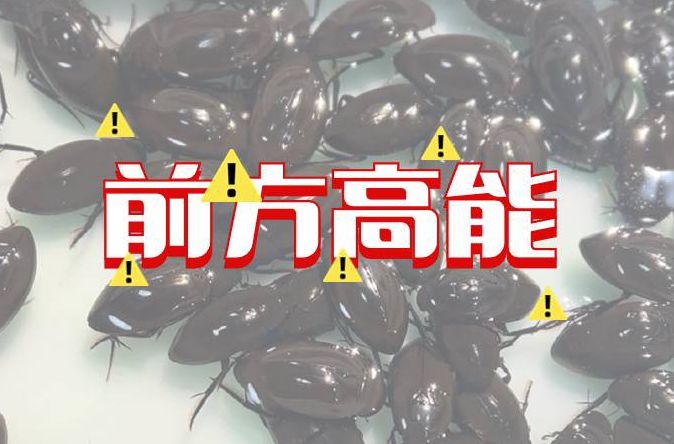 漫话顺德|新上市！顺德这种水蟑螂，有几种吃法？