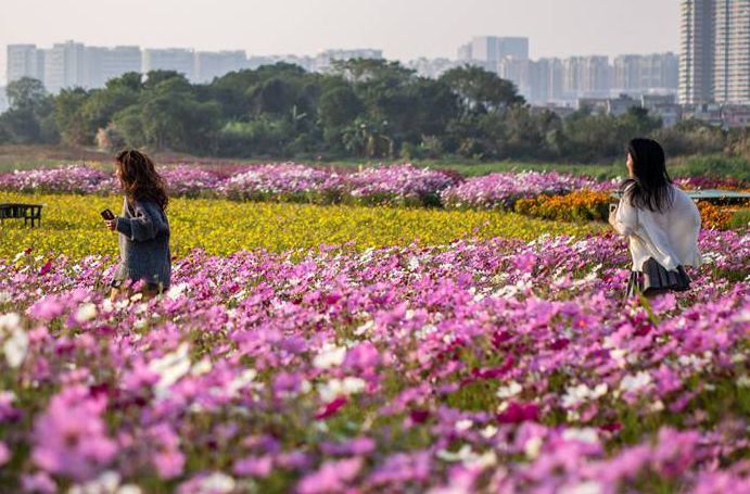 去陈村，寻找那片八瓣幸福花