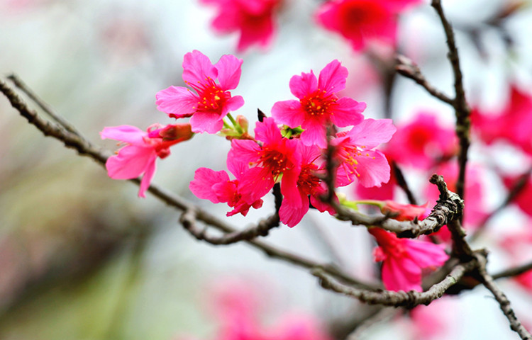 字里行间都是祝福！顺德限定花语上线