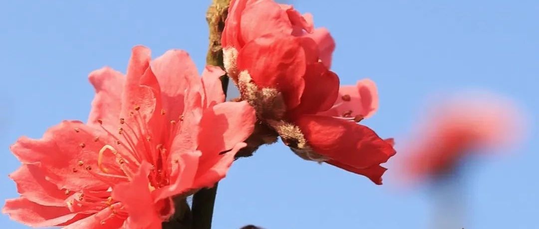 准备好来连杜“行桃花运”了吗？附今年勒流3场花市攻略→