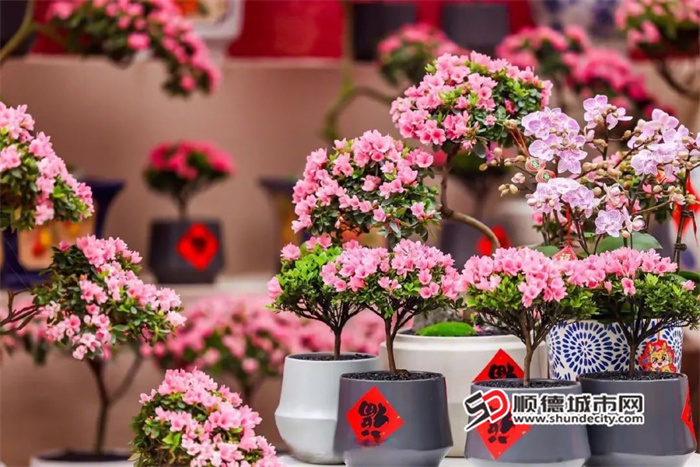 逛花市，不用愁！顺德迎春花市超全攻略→