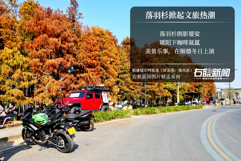 右眼新闻：落羽杉掀起文旅热潮