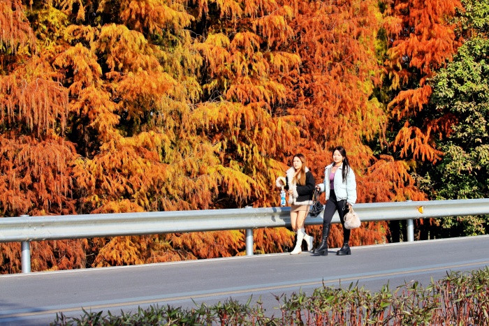 春节countrywalk③ | 带你挖掘宝藏伦教