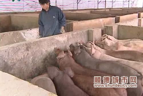 食为天，乐从将建五星级屠宰场